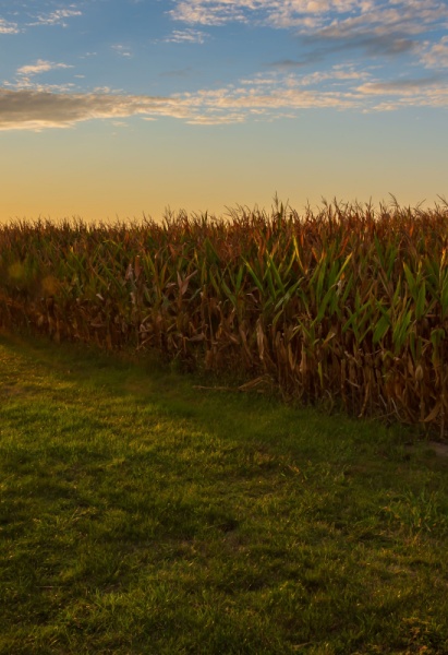 Sunset over corn filed in Iowa