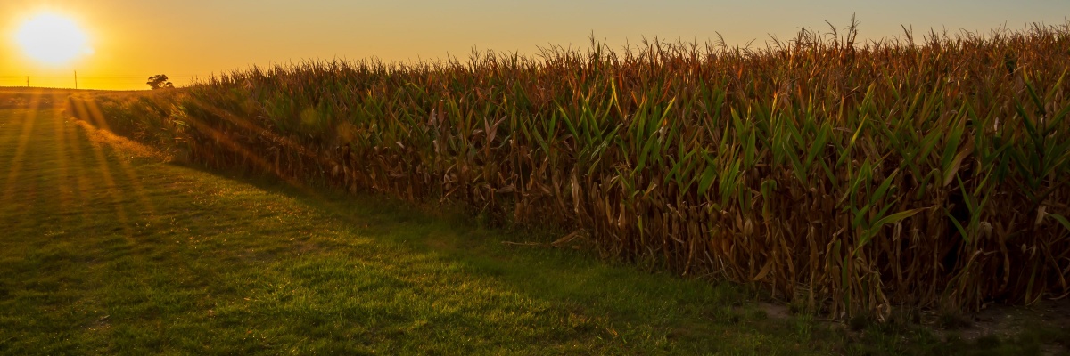 Sunset over corn filed in Iowa
