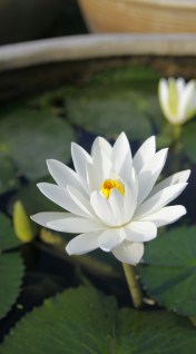 white lotus